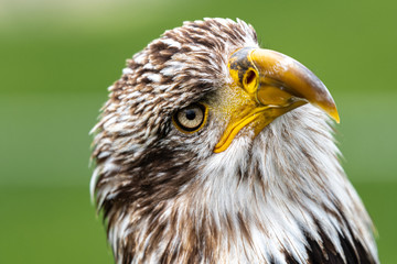 Portrait of Young Bald Eagle (Haliaeetus leucocephalus)
