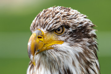 Portrait of Young Bald Eagle (Haliaeetus leucocephalus)