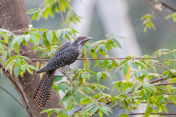 Fototapeta na wymiar An Asian Koel perched on a tree in Kerala, India