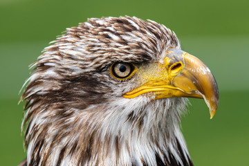 Portrait of Young Bald Eagle (Haliaeetus leucocephalus)