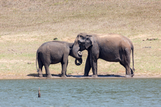 Elephants in their habitat at Thekkady, Kerala, India