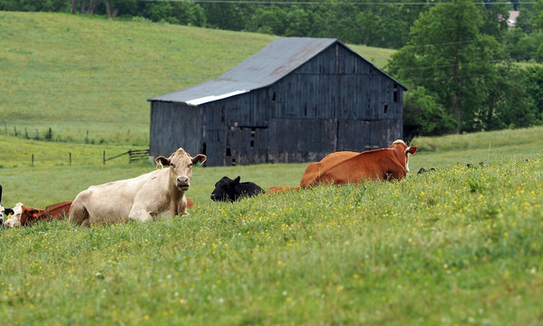 Cows & Barn 