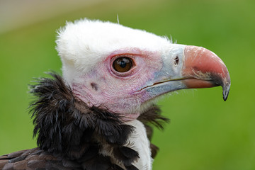 Portrait of a White-headed Vulture (Trigonoceps occipitalis)