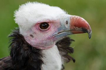 Portrait of a White-headed Vulture (Trigonoceps occipitalis)