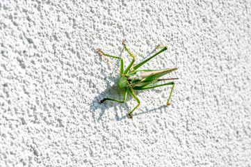 green grasshopper on the white wall