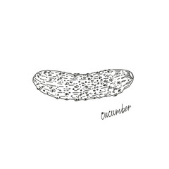 Vector illustration of a cucumber, drawn by hand. Isolate the cucumber. Vegetable engraving illustration style. Detailed sketch of vegetarian food. Products on the agricultural market. Suitable for