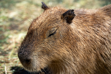 Sleepy Capybara
