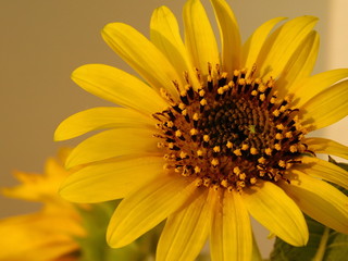 yellow sunflower on warm
background