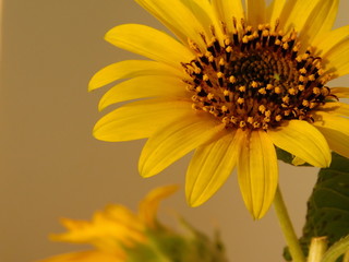 yellow sunflower on warm
background