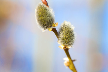 Obraz premium Young spring shoots of a tree with buds and small leaves