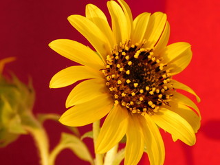 
young sunflower on a warm background