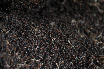 Macro photo of a fragment of an anthill