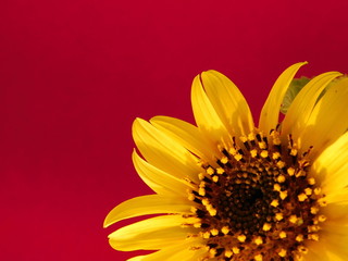 
young sunflower on a warm background