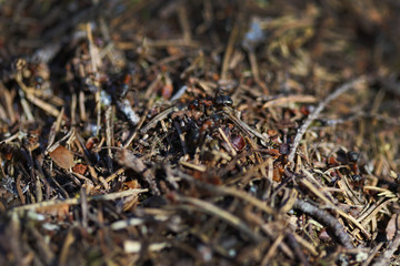 Macro photo of a fragment of an anthill