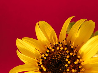 
young sunflower on a warm background