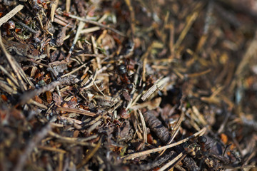 Macro photo of a fragment of an anthill