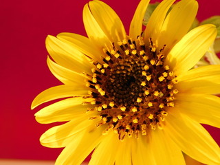 
young sunflower on a warm background