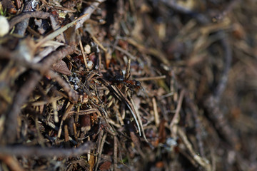Macro photo of a fragment of an anthill