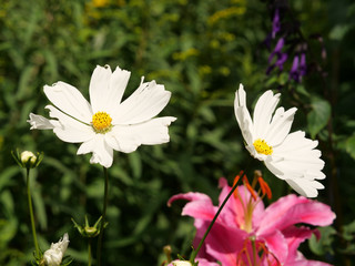 Closeup of white flowers captured during the daytime - Powered by Adobe