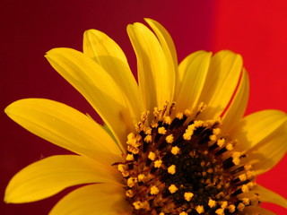 
young sunflower on a warm background