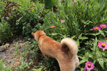 柴犬 SHIBA