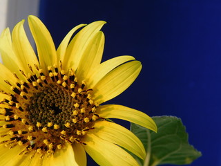 
young sunflower on a warm background