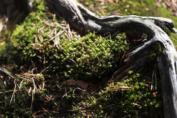Obraz premium Green forest moss growing on rocks among the roots