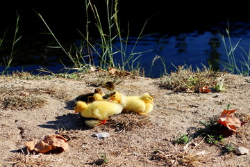 A flock of Little yellow ducklings walks in the fresh air next to the river. A cute little duckling...