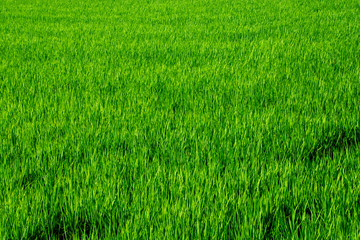 風のそよぐ稲穂　鹿児島県出水平野