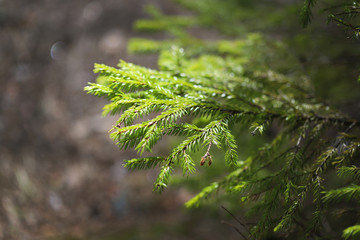 Light green spring branch of young spruce on a background of brown ground