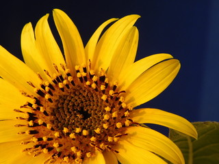 
young sunflower on a warm background