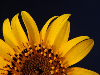 
young sunflower on a warm background