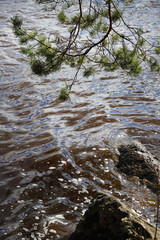 Coastal waters of the Gulf of Finland and a small pine branch
