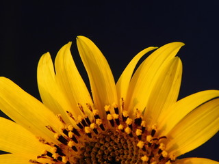 
young sunflower on a warm background