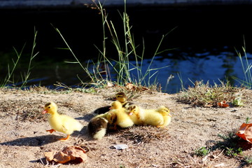 A flock of Little yellow ducklings walks in the fresh air next to the river. A cute little duckling...