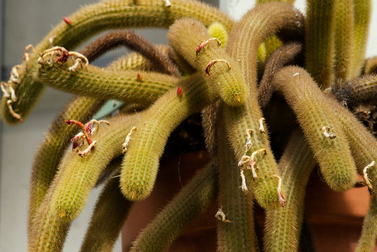 South America native flora. Closeup view of a thorny Cleistocactus winteri, also known Golden Rat Tail in a plant pot. Beautiful foliage and texture.