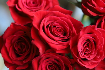 Bright red roses on gray and green background
