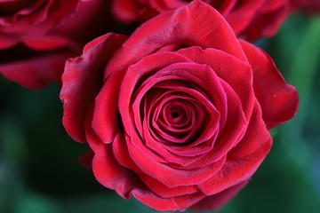 Bright red roses on gray and green background