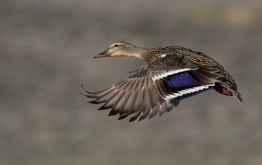 Duck in Flight