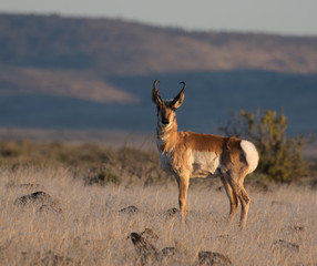 antelope in the wild