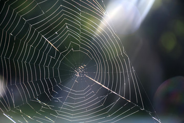 Naklejka premium spider web with rays of sunlight