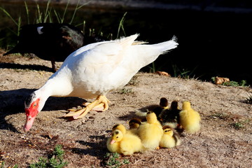 Little yellow ducklings with mother's duck outdoors next to the river. A cute little duckling runs along the lawn.