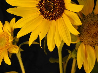 Naklejka premium yellow sunflower on a dark background