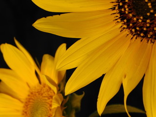 yellow sunflower on a dark background