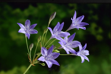 Triteleia flower in sunlight bouquet Blue violet triteleia or brodiaea laxa  Colorful spring flowers Close up or macro blooming Purple Ithuriel's spear flowers Springtime in the garden Triplet lily