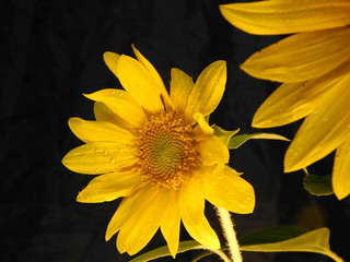 Naklejka premium yellow sunflower on a dark background