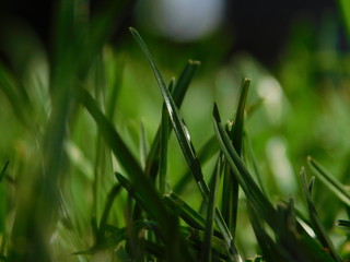 green grass with dew drops