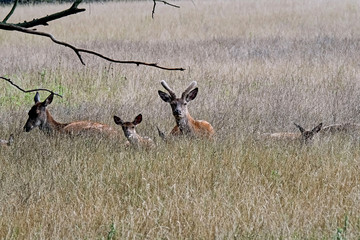 Rothirsche ( Cervus elaphus )