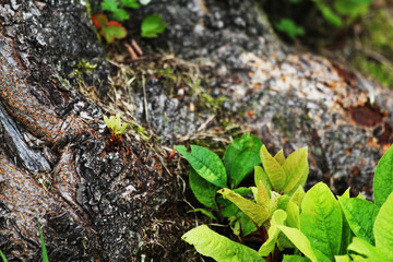young shoots of bird cherry growing from the trunk. Close up of bird cherry. natural background. Nature awakening, budding on branches, copy space