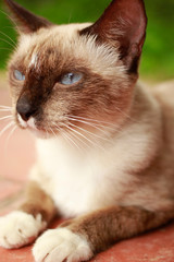 Thai cat breeds way staring.